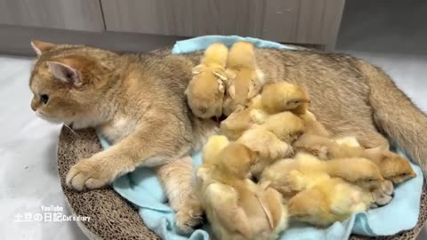 Let the two kittens pamper and take care of the reaction of the chicks. The hen is amazed! cute😊