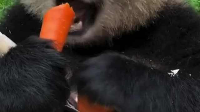 Panda eat carrot