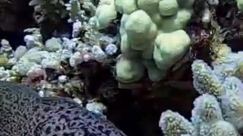 Beautiful Moray Eel Fish #shorts #viral #shortsvideo #video