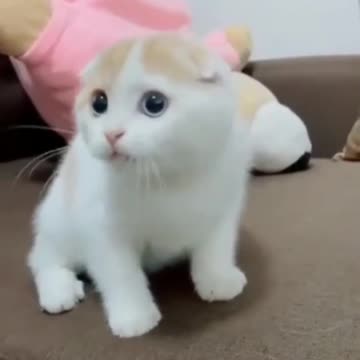 Cute and Funny Cats Part 6