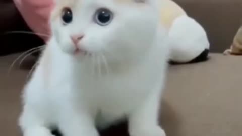 Cute and Funny Cats Part 6