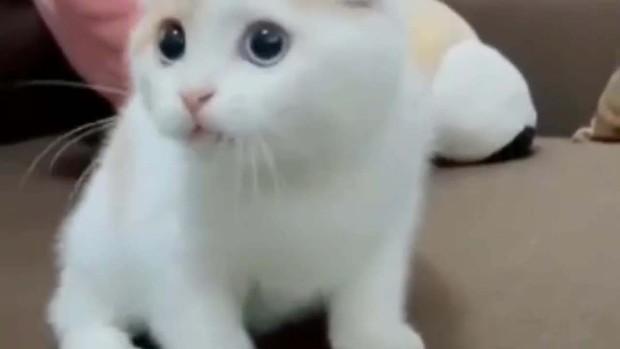 Cute and Funny Cats Part 6