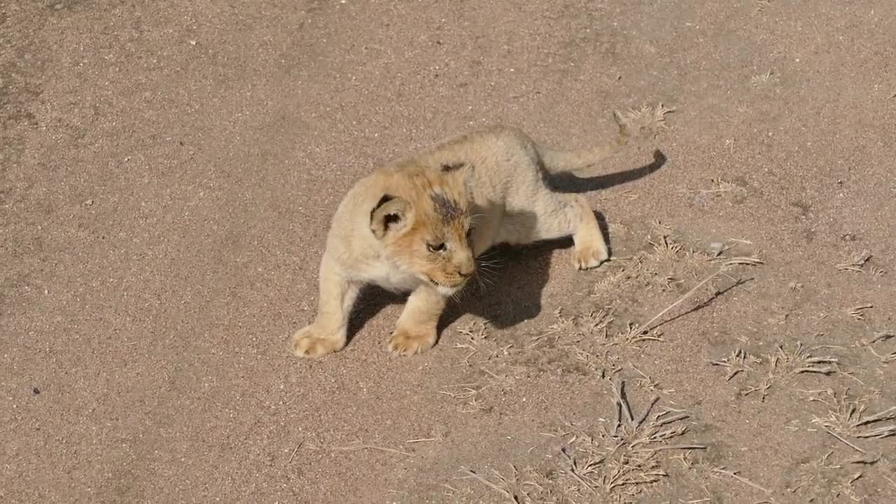 Baby lion cubs chatting with Mom