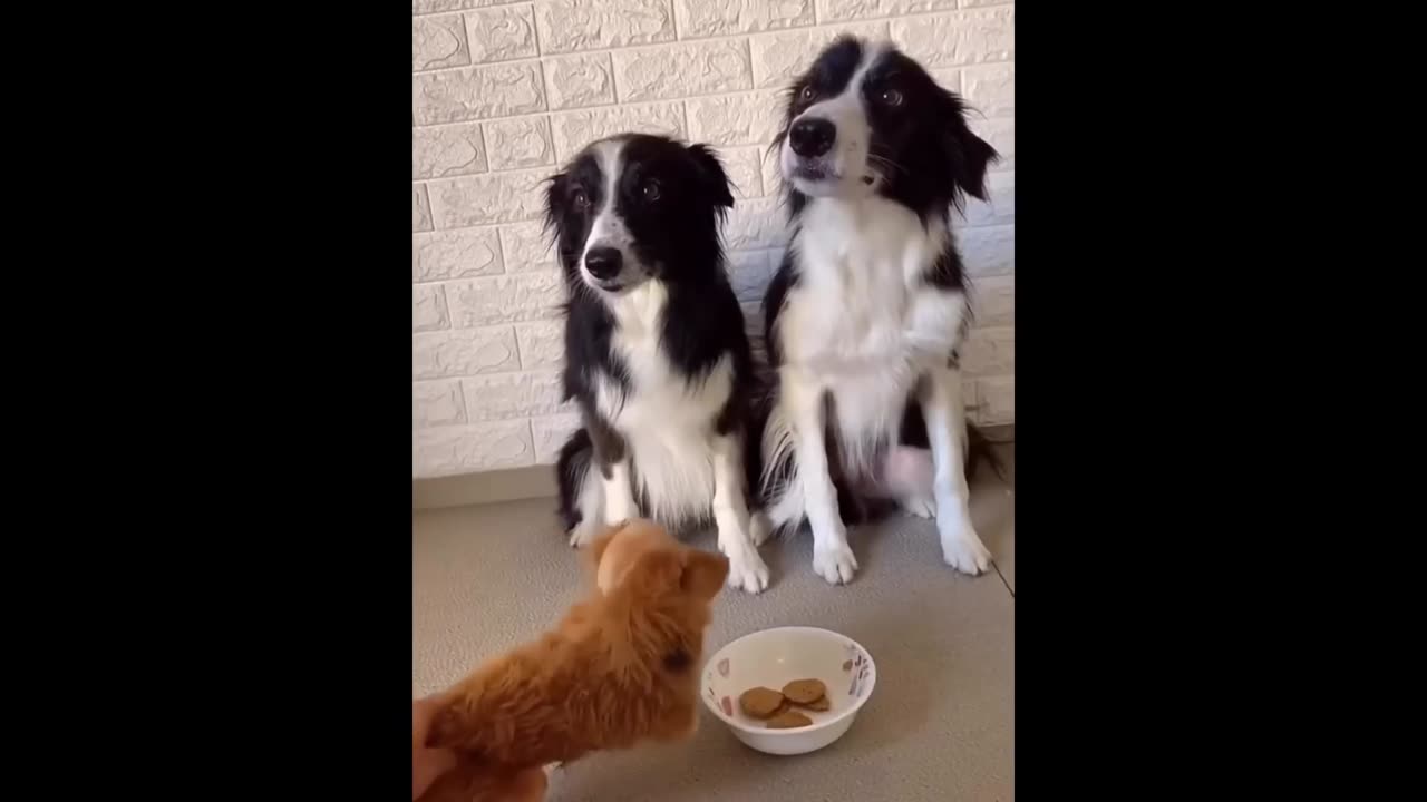 New Funny Animals 😂 Funniest Cats and Dogs Videos 😺🐶