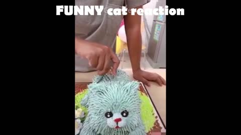 Funny CAT reaction