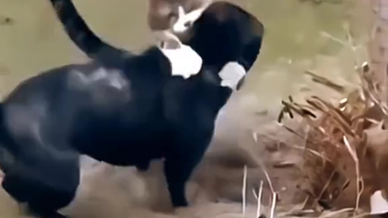 "Hilarious Animal Antics - A Laugh-Out-Loud Compilation"