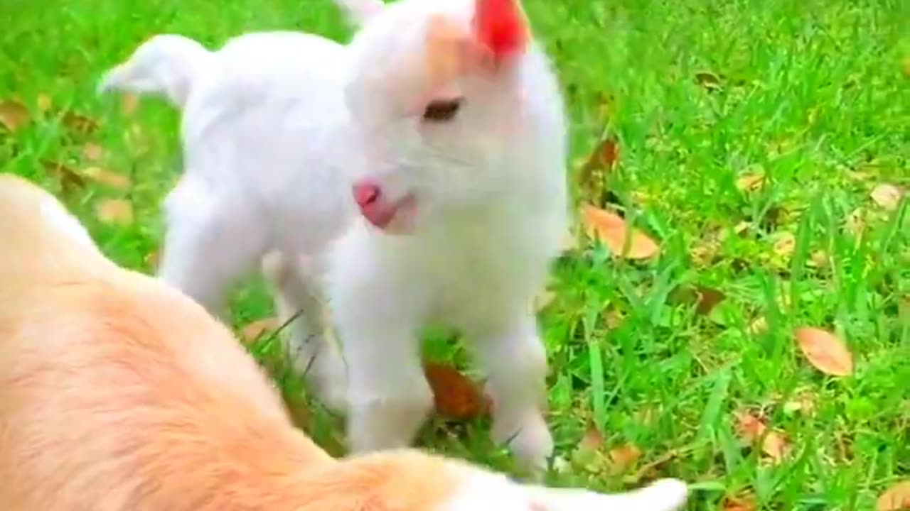 Cute little goats bouncing around :)