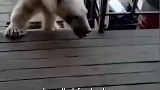 The Polar Bear Who Wanted a Little Assistance