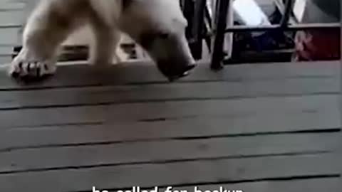 The Polar Bear Who Wanted a Little Assistance