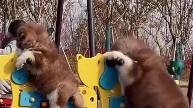 Wahoo! Do you want to bathe my cute puppy?