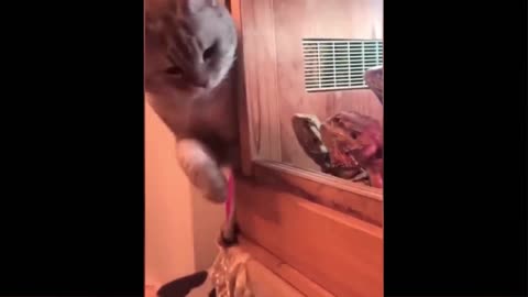 funny animal videos