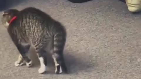 Funny Animals 07