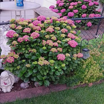 Hydrangea plants