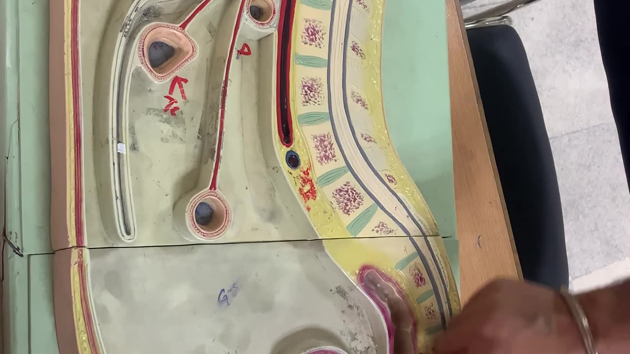 Anatomy of anterior abdominal wall