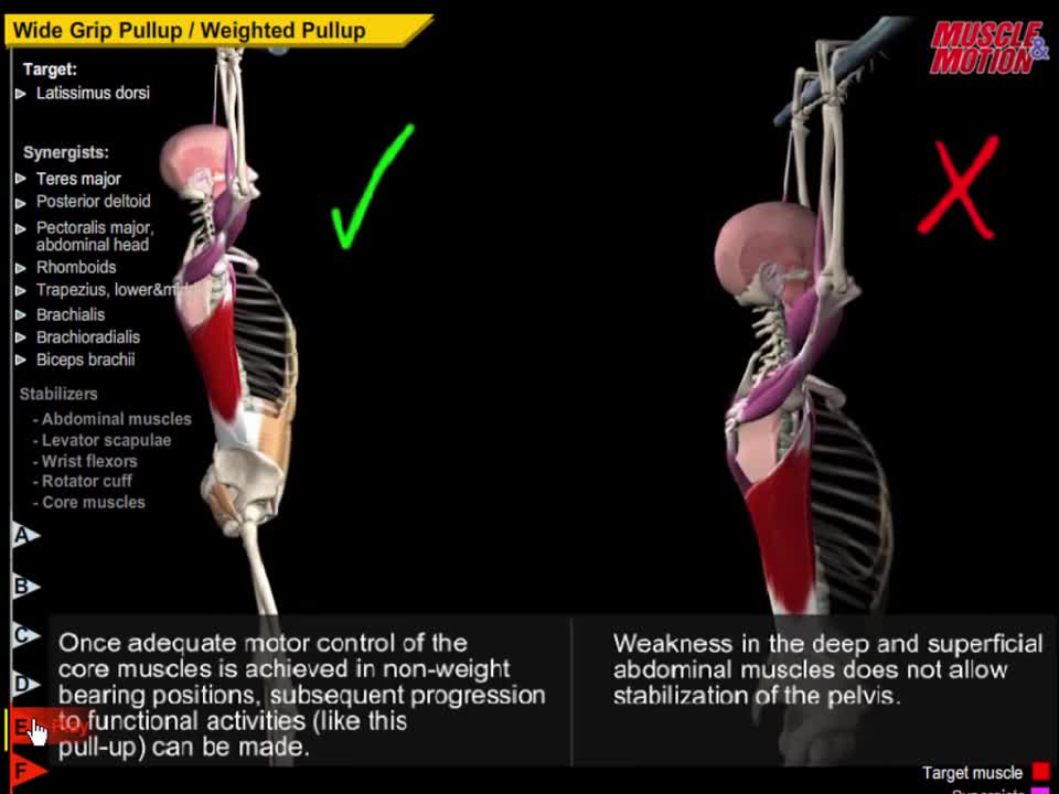 Pull Ups & Dips with Muscular Analysis