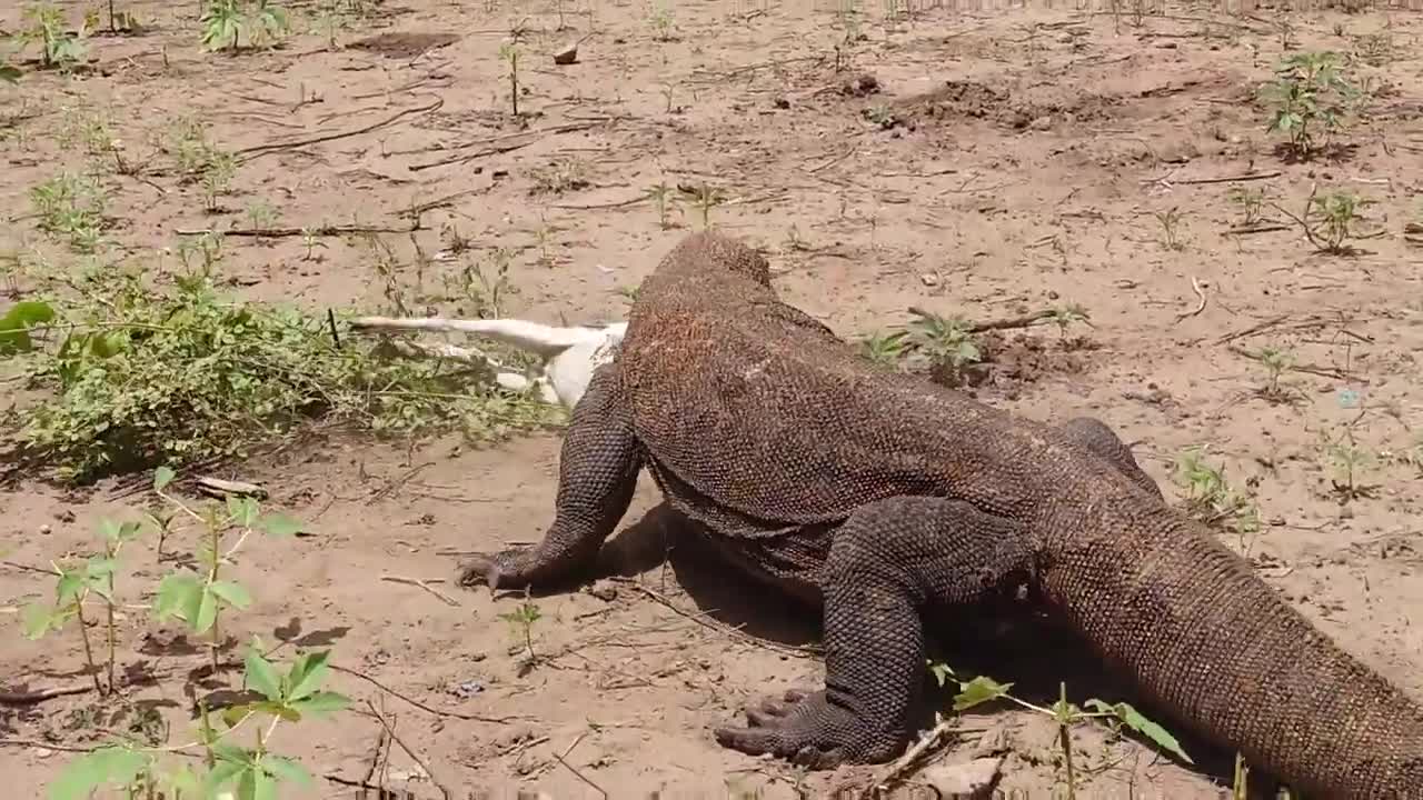 OMG😱Craziest New Moment!! Komodo Catches Goats Alive