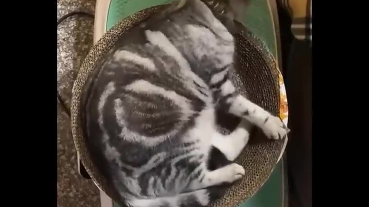 🤣HOLDING YOUR LAUGH while Watching these video😹 - Funny Cats Life