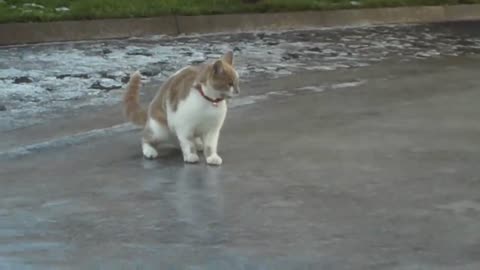 Cute cat on ice