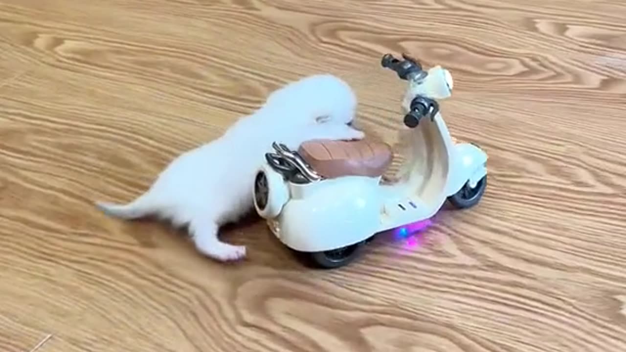 Funny animal