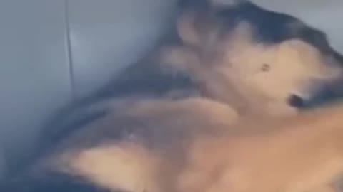 bad cat