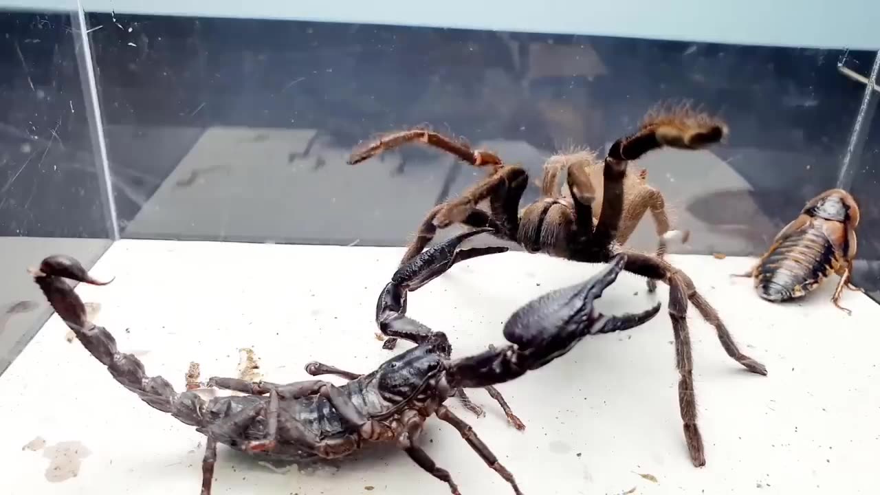 SCORPION vs TARANTULA SPIDER FIGHTING FOR PREY, who will win? Insect Stories