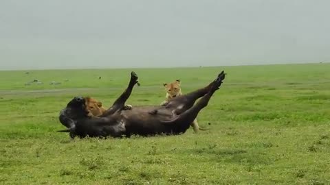 🔥 Lion takes down cape buffalo 🐃