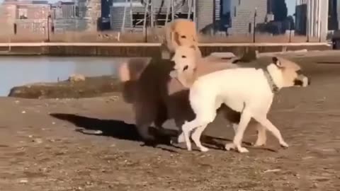 Cute and funny dog videos