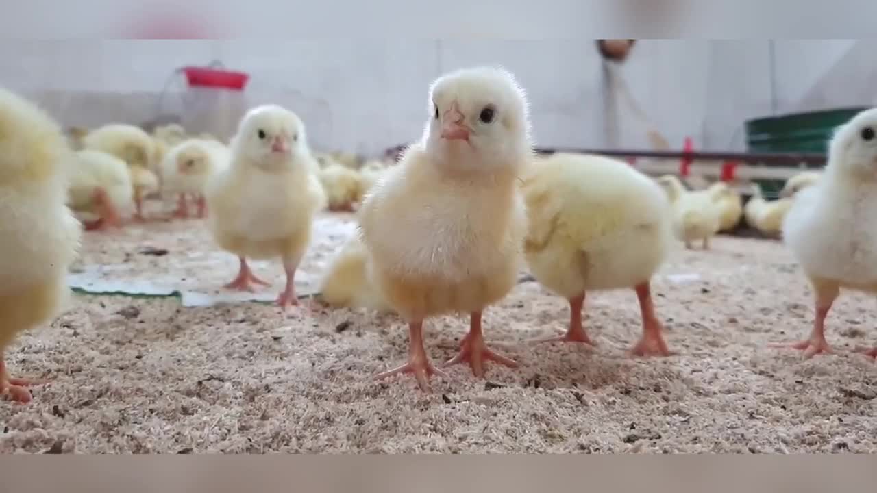 Chicken babies..🐥🐥🐥