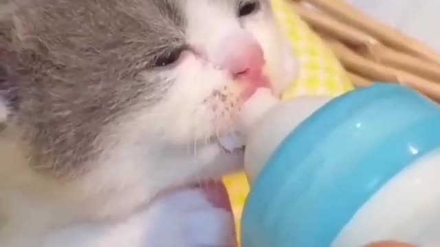 So Cute Baby Cat