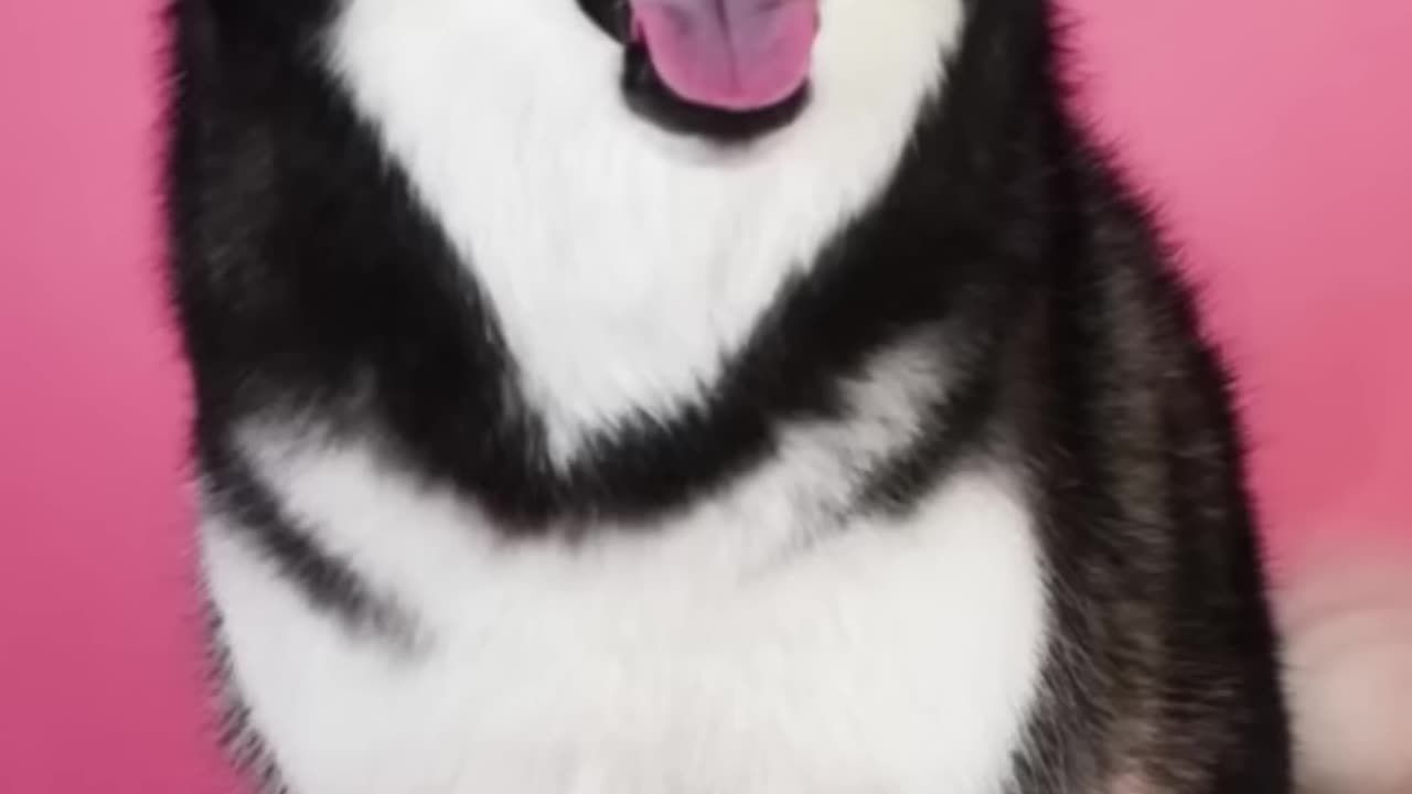 Daily Life With a Talking Husky - Compilation