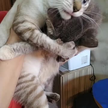 o gato e seu dono brincando