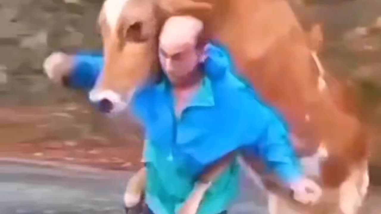 Funny Cow ll So funnu clip