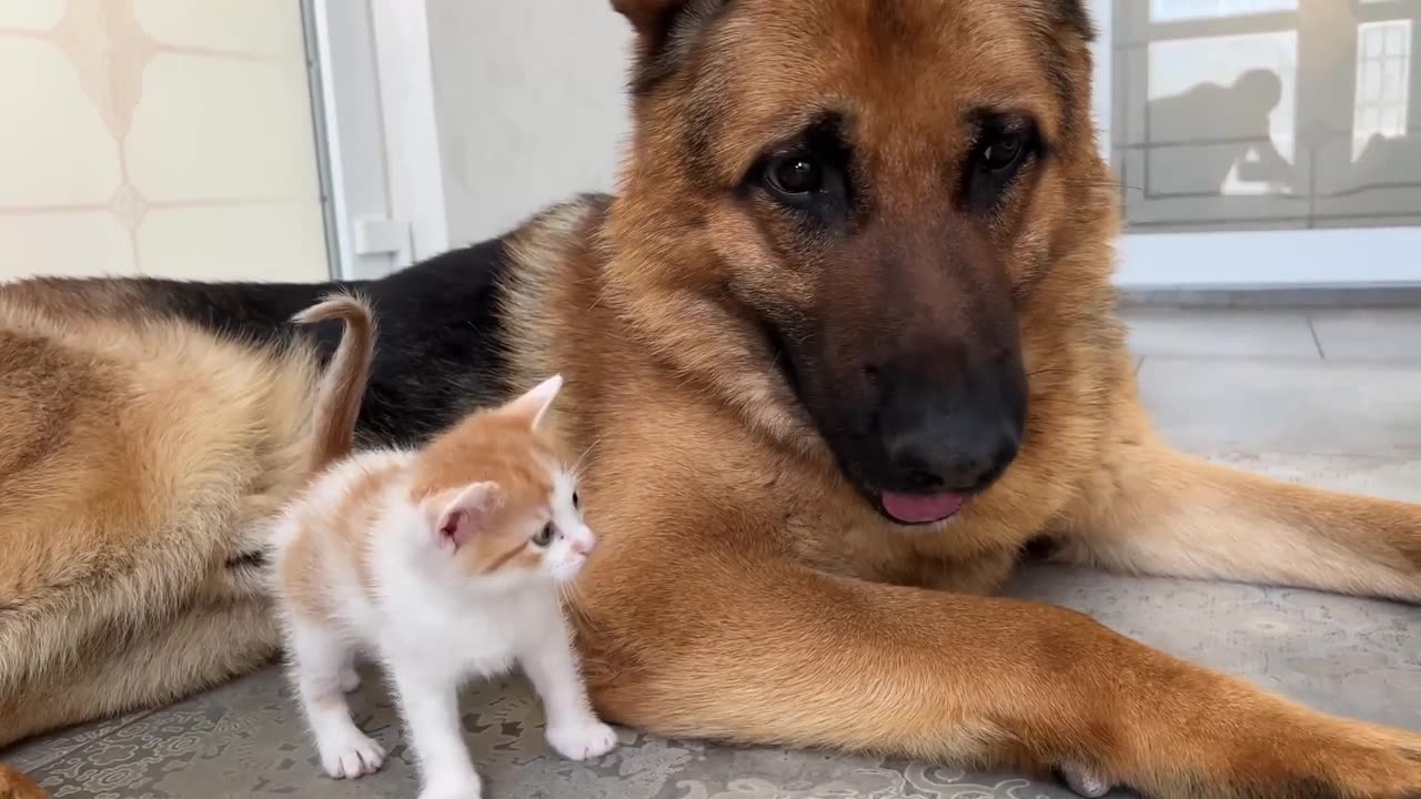 Adorable German Shepherd Confused by Tiny Kittens(720P_60FPS)