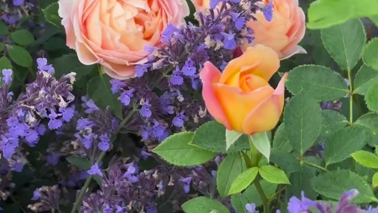 Amazing Rose Flower Blooming