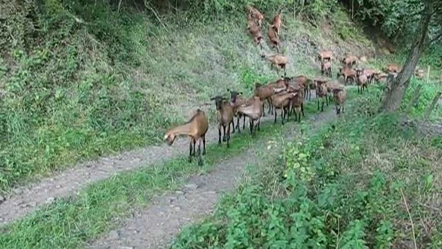 Troupeau de chèvres rentrant de pâture à Elgines