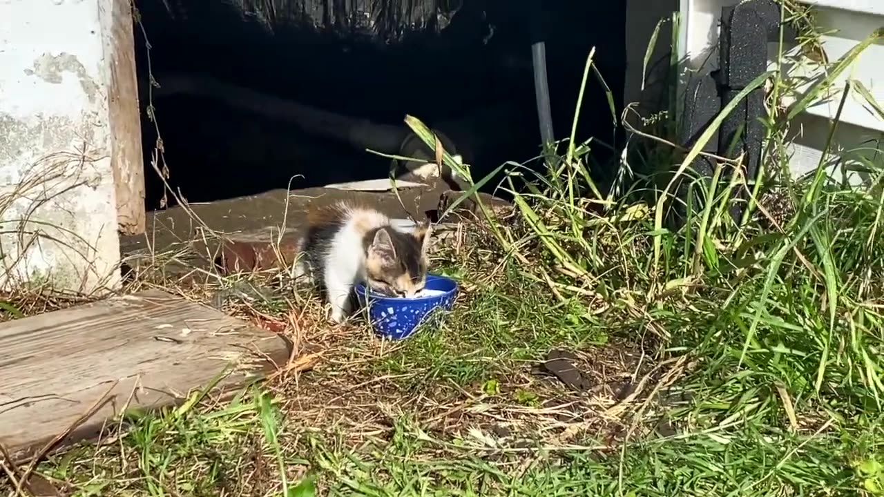 Feeding Kitten That Lives Under My House