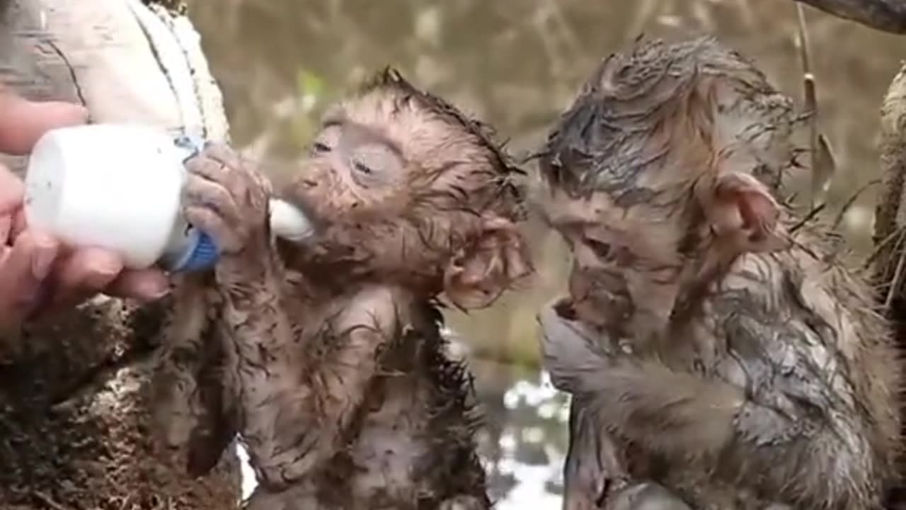 Cute monkey babies