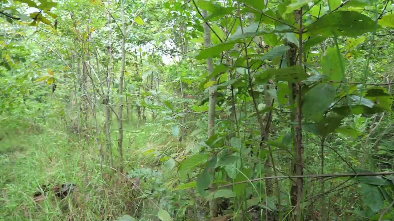 Shrimp eating in jungle, cooking on a rock | Primitive Wildlife-5