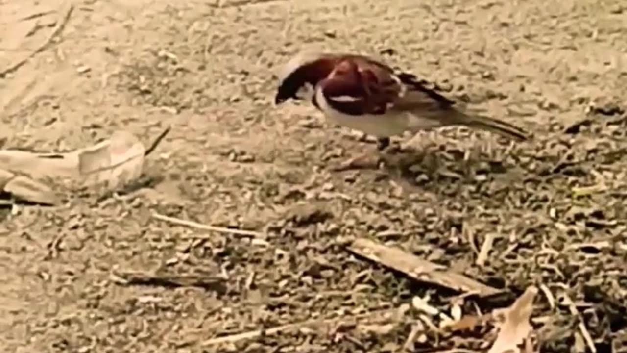 House Sparrow bird 🐦 \Please Save The Birds……… Let Them Fly in Sky………….