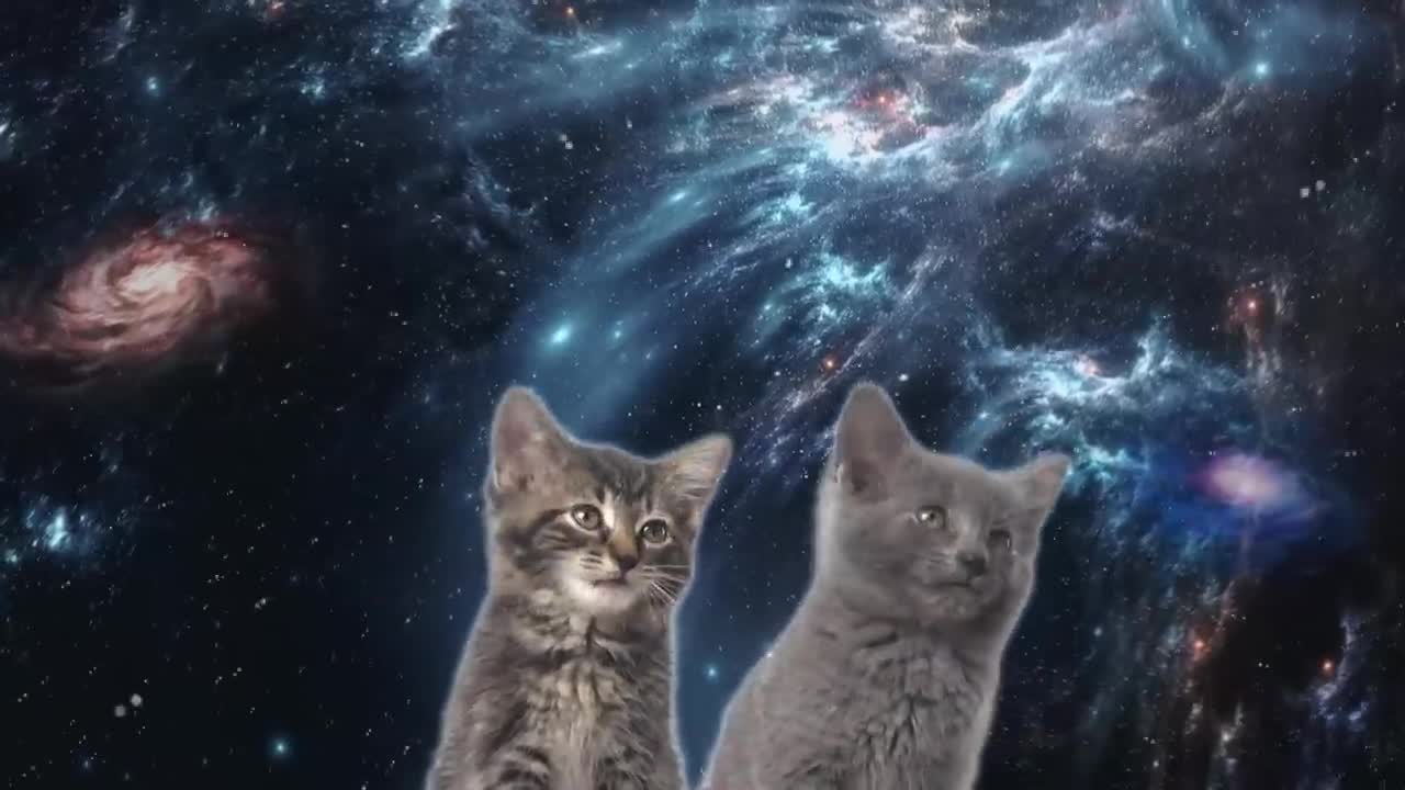 Space Cats