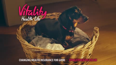 Vitality GP TV Advert From VitalityHealth With A Dachshund Doxie