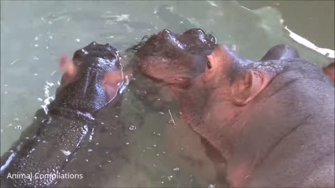 Funny hippopotamus bathing videos