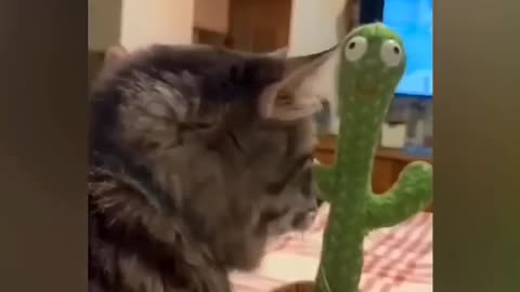 Cute cats funny time 🤣🤣