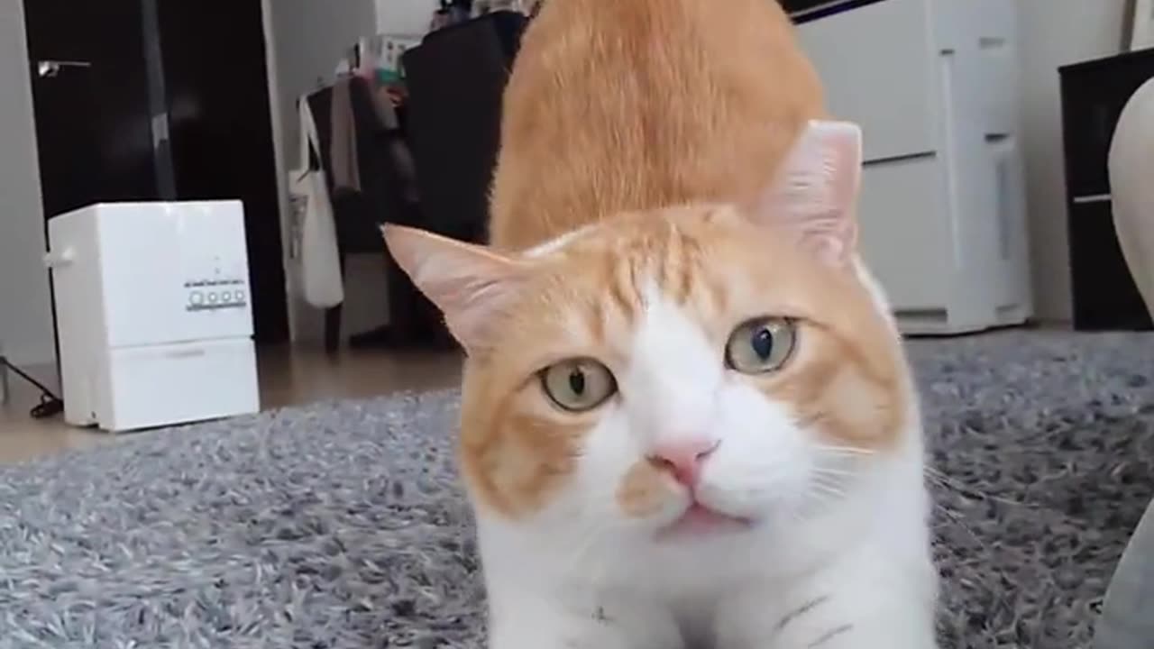 Amazing cat 🐈 trending video