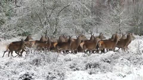 a group of deer