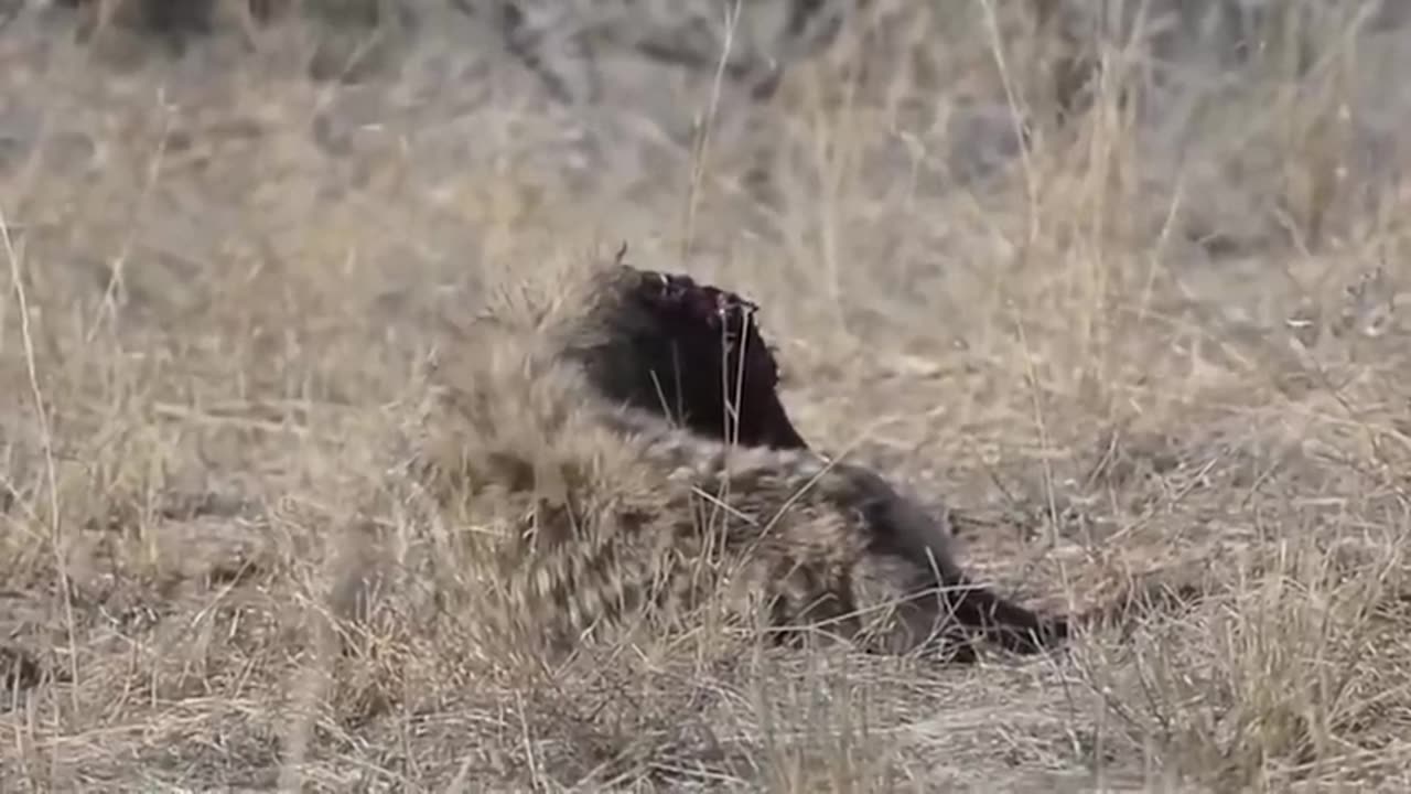 The Terrifying Scne When tha bloodthirsty hard of hyenas attacks king loin