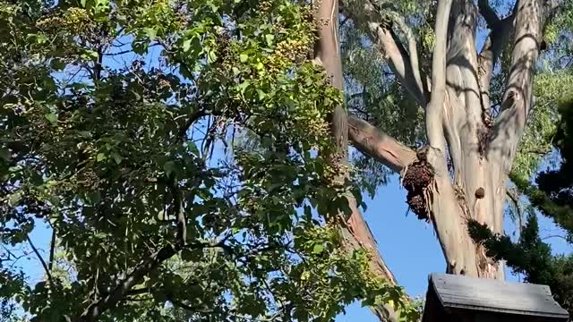 Tree Falls In Japanese Garden