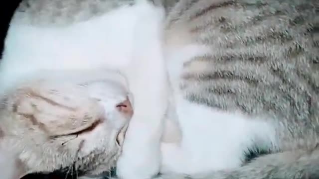 Sleep Cat Cute