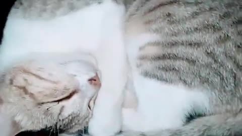 Sleep Cat Cute