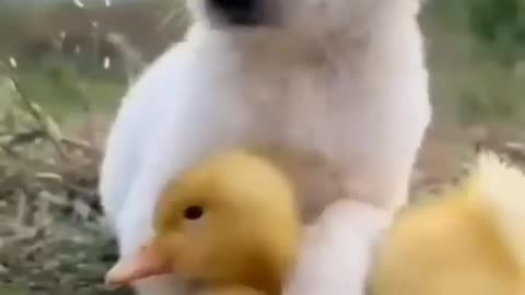 Cute puppy with little chick